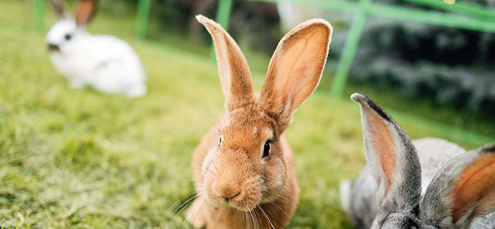 Magendilatation, Tympanie und Co. bei Kaninchen und Nagetieren - ganzheitlich behandelt
