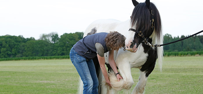 Das lahmende Pferd - Therapeutische Optionen bei akuten und chronischen Erkrankungen des Bewegungsapparates