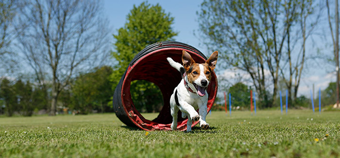Tierärztliche Betreuung von Sporthunden: Prophylaxe, Diagnose und Therapie bei Stressbelastung und Sportverletzungen